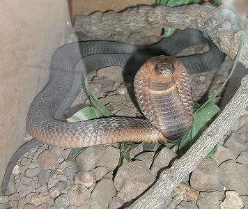 Where would you go if you were an Egyptian cobra?