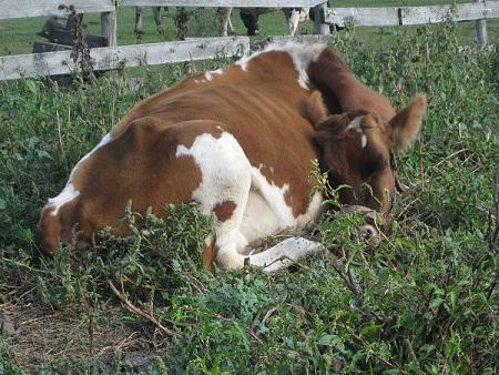 Hay There!