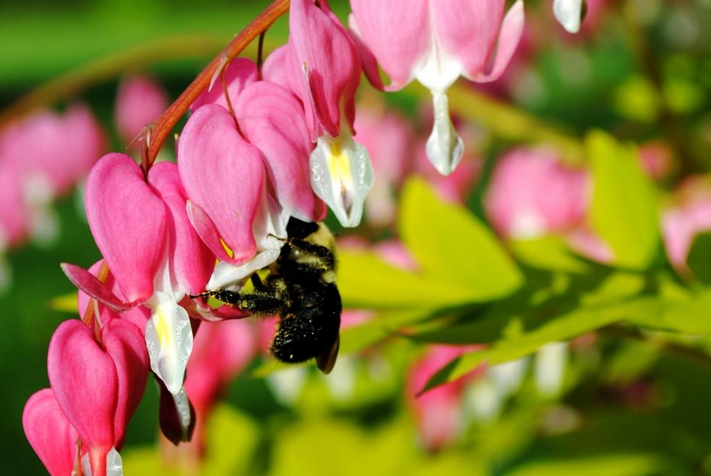A bumble bee crawls over bleeding hearts in search of pollen.  Bumble bees are common pollinators in Upstate New York but are less prevalent than honey bees.