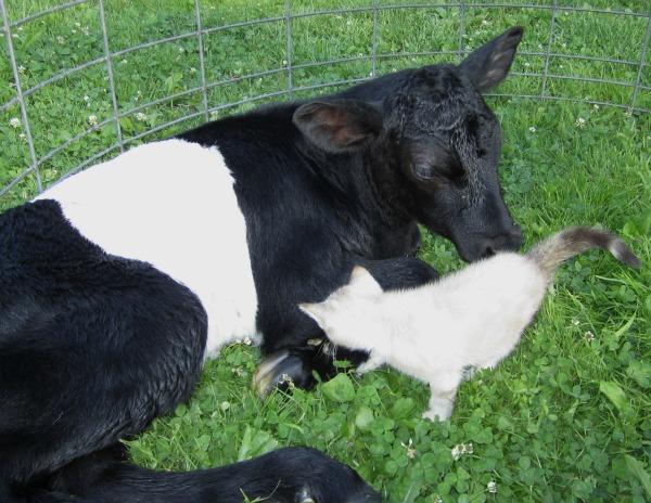 Dutch Belted cattle, the oreo cows!