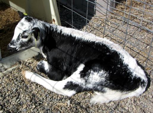 American line back dairy cattle