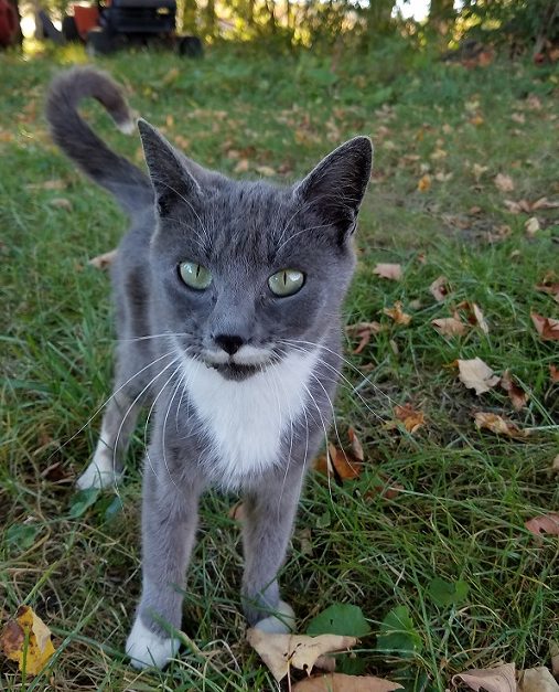 Pets of Galway