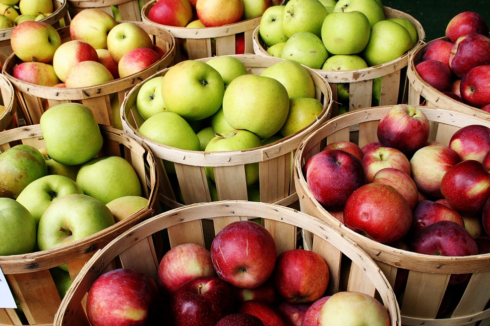 FFA Apple Picking