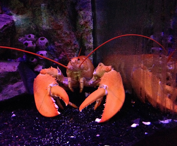 Galway marine biologists travel to aquarium