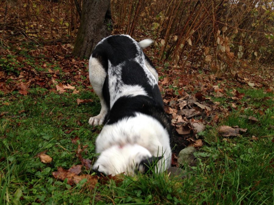 Pets of Galway