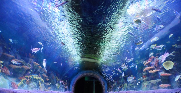 Via+Aquarium