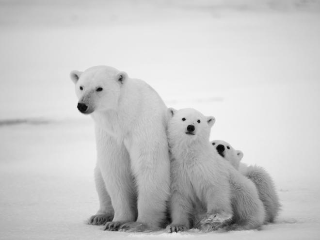 Make a difference for the Polar Bears!