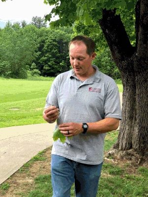 Mr. Conti identifies some characteristics of the Norway maple.  
Mr. Conti tends to the trees on another campus--Union College.