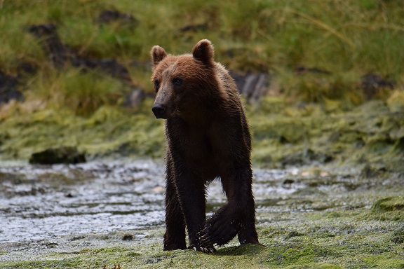 Wildlife Photography: Patience is a Virtue