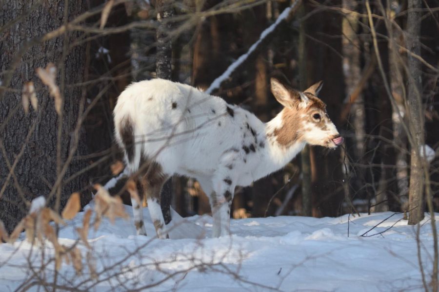 Piebald+deer+sighting+near+Galway.+