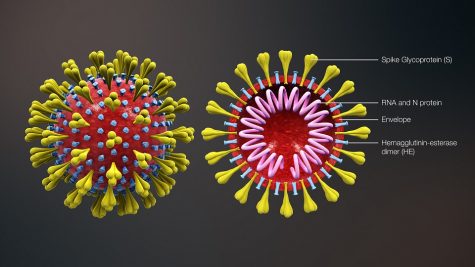 3D medical animation corona virus, Wikimedia Commons
