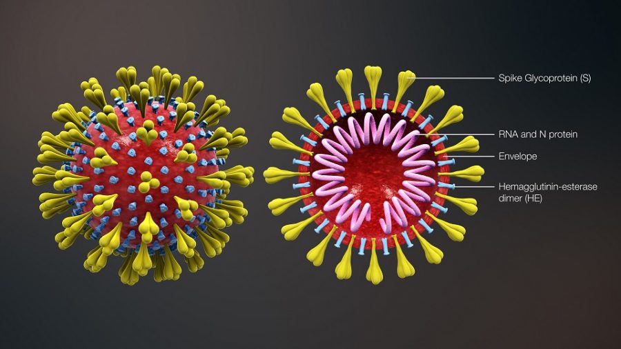 3D+medical+animation+corona+virus%2C+Wikimedia+Commons