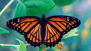 Poem: Lifes Butterflies