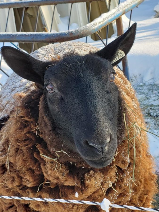 Helen+the+sheep