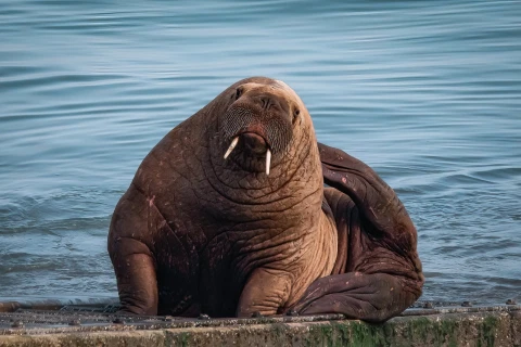 Wally: The Delinquent Welsh Walrus