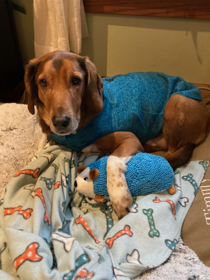 This is 7th grader Will Anuszewskiś dog Timmy. Timmy received two sweaters for Christmas. Prior to these sweaters, Timmy had worn a t-shirt but it was intended for a human and there were issues with cleanliness, comfort, and the size. He is definitely more a fan of the sweaters.