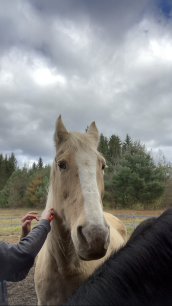 This horse is not a racehorse, just a cute member of Mikaelas family. 