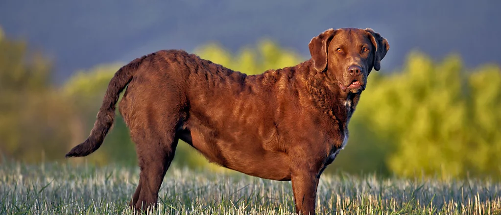 Vote for the top 5 cutest animals