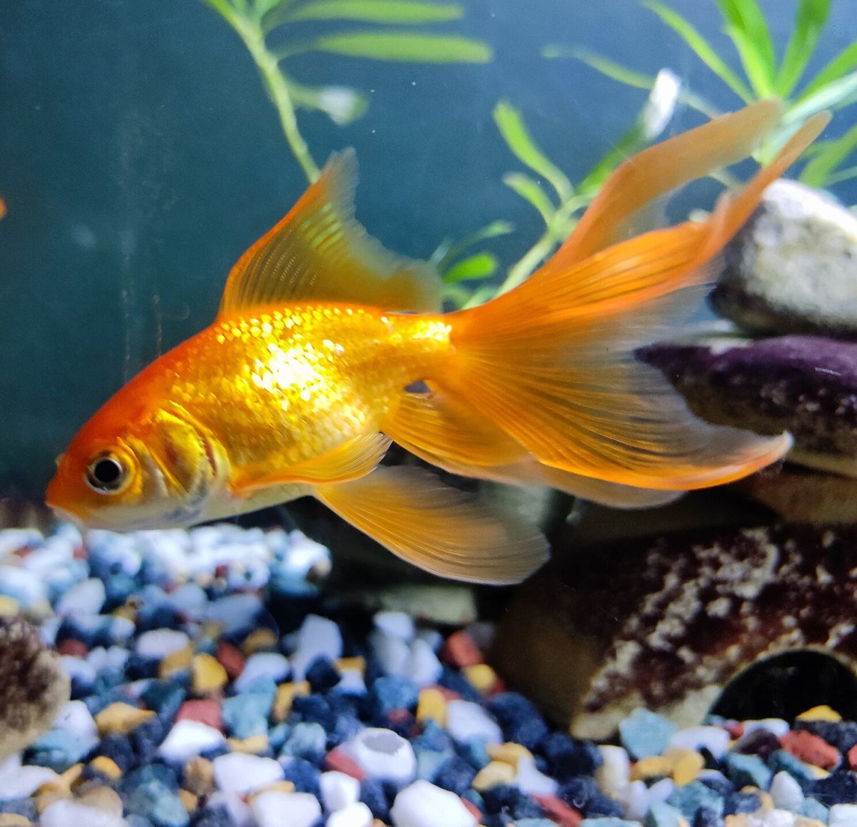 Be a Goldfish